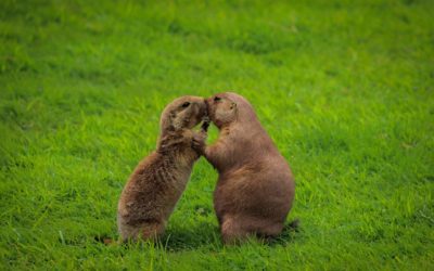 Dating is Like Groundhog Day