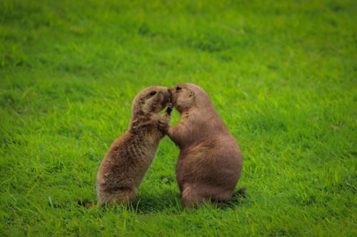 Dating is Like Groundhog Day - Love Laugh Leisure